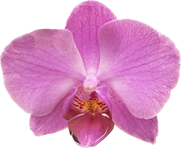 700 X 573 8 - Transparent Pink Orchid Clipart (700x573), Png Download