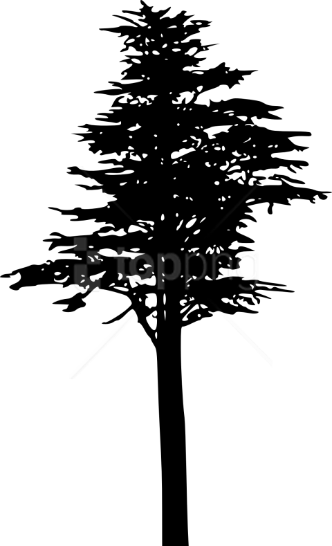 Free Png Pine Tree Silhouette Png - Силуэт Сосны Png Clipart (480x789), Png Download