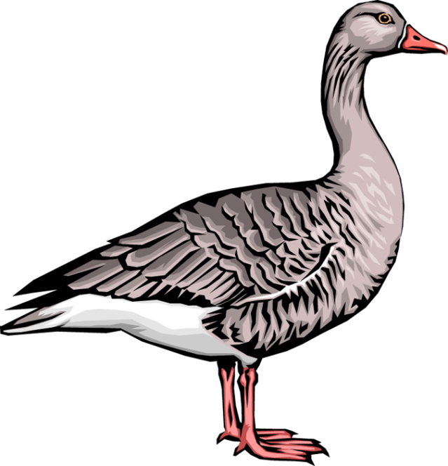 Goose Png - Clip Art Transparent Png (639x664), Png Download