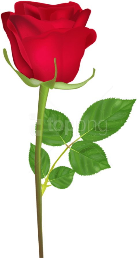 Free Png Rose With Stem Red Png Images Transparent - Happy Birthday Roses Gif Clipart (480x898), Png Download