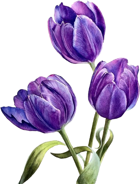 Flower Watercolor Transprent Png Free Plant Petal Clipart (658x823), Png Download