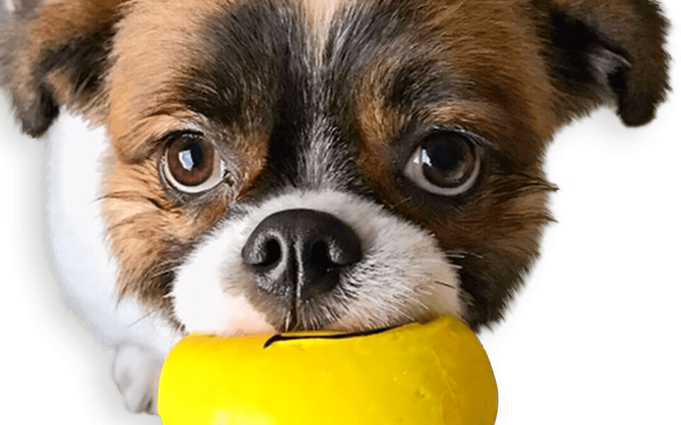Squeaky Emoji Dog Toy Pet Qwerks Interactive Pet Toys - Companion Dog Clipart (1368x855), Png Download