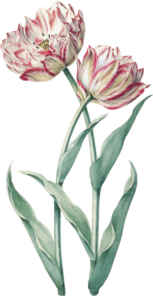 #flower #spring #pink #green #png #free #kpopedit - Tulip Clipart (1024x1024), Png Download
