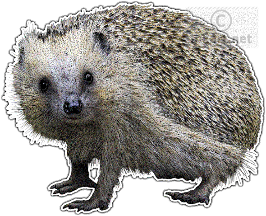 Free Png Download European Hedgehog Wall Clock Png - Domesticated Hedgehog Clipart (850x689), Png Download