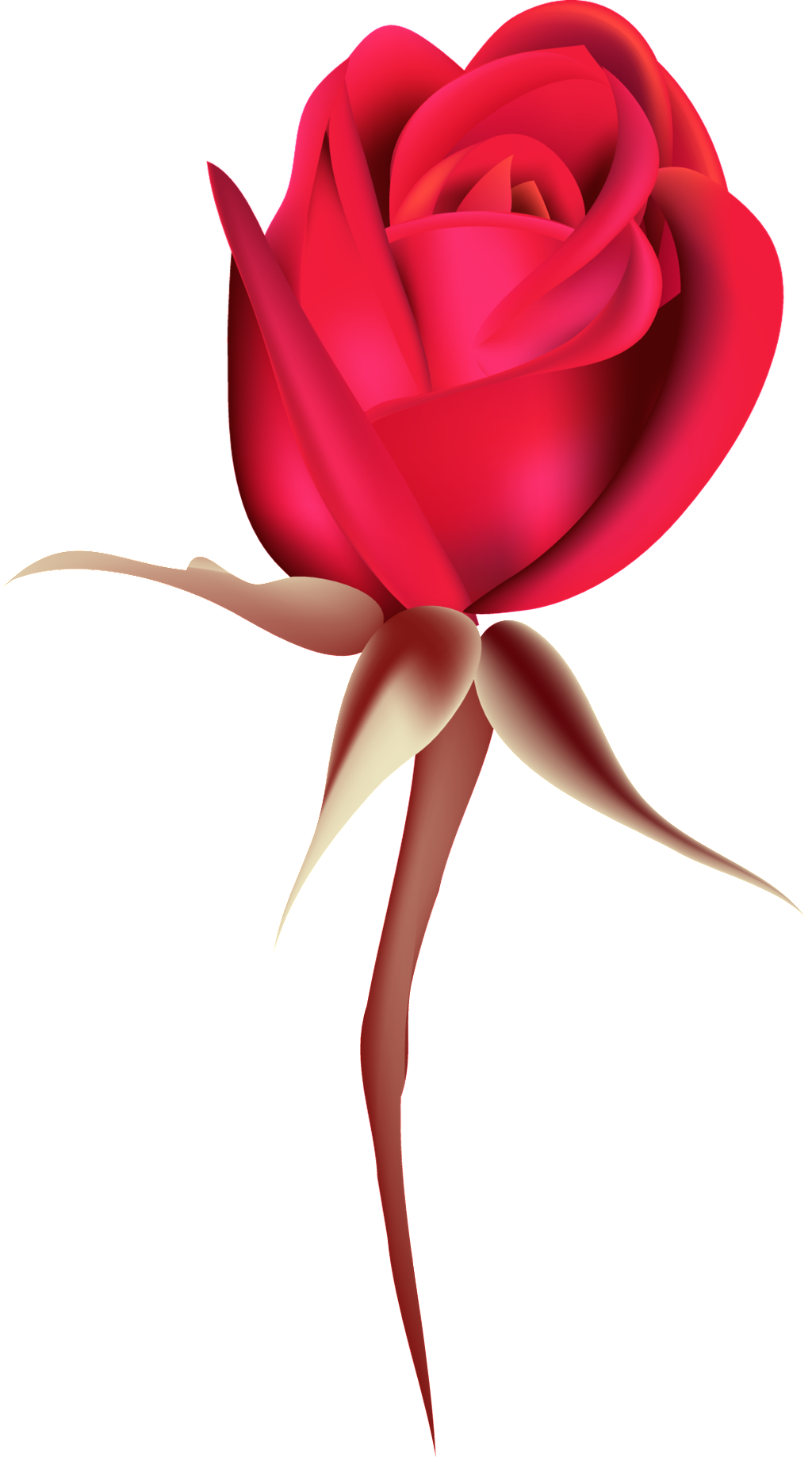 Rosa Roja Rosa Png Ornamental Clipart (1024x1837), Png Download