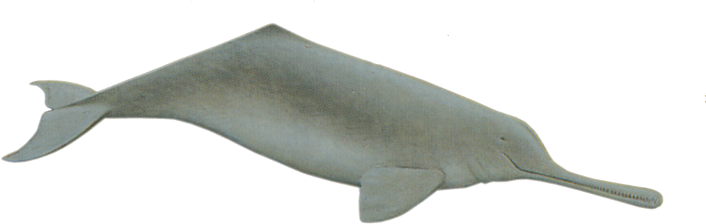 Ganges River Dolphin Susu, Side-swimming Dolphin - Ganges River Dolphin Png Clipart (1024x351), Png Download