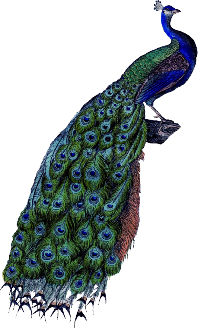 The Peacock Is An Amazing Bird With A Greenish, Iridescent - Peacock Body Parts Clipart (656x1089), Png Download