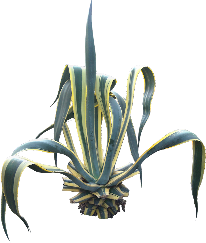 Agave - Agave Americana Clipart (863x998), Png Download