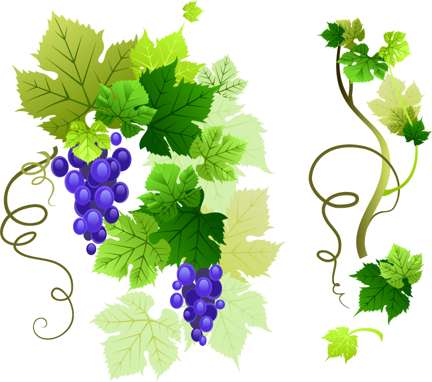 Grapevine Png Free Download - Grape Vine Vector Png Clipart (850x752), Png Download