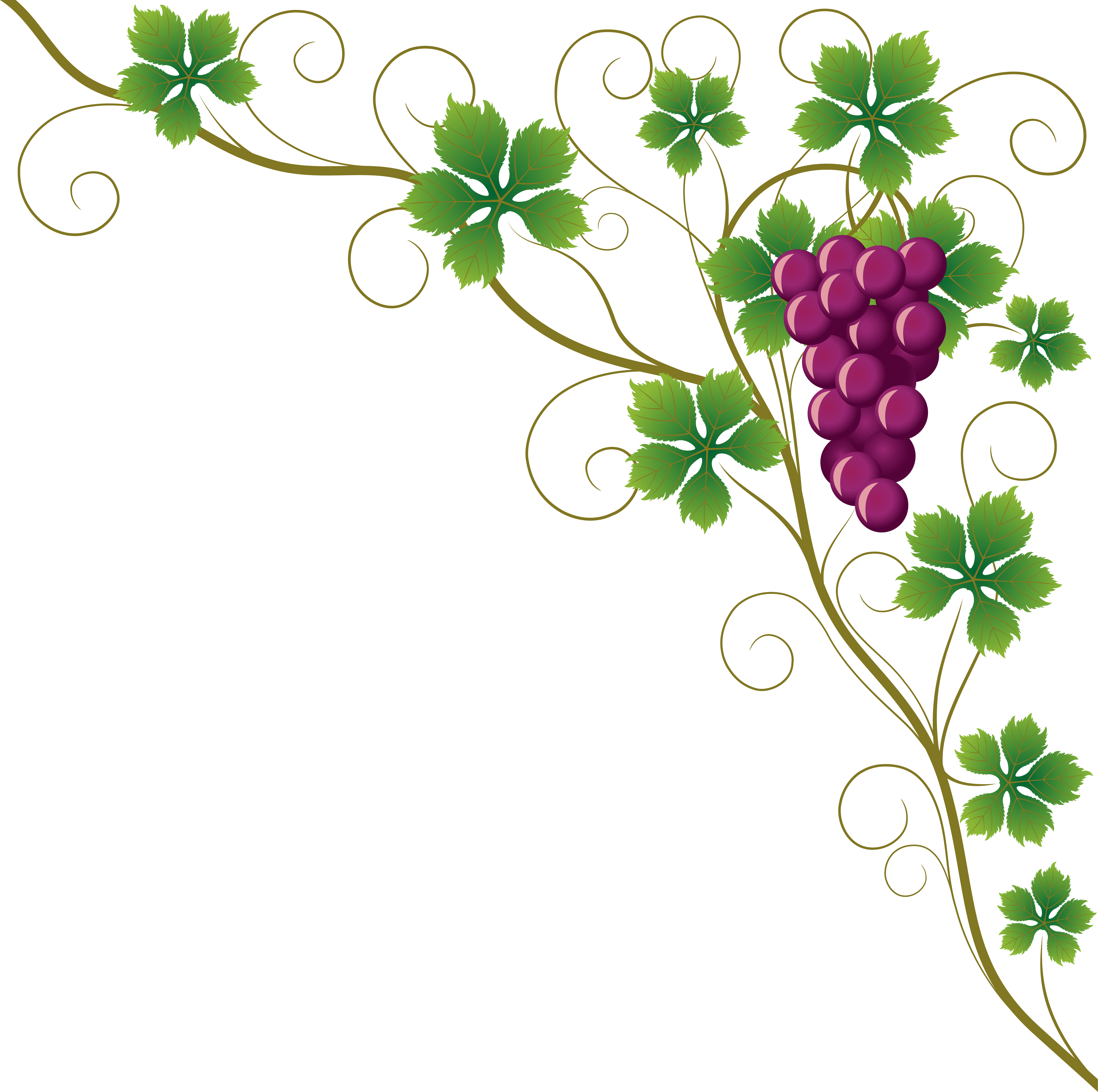 Common Grape Vine Grape Leaves Wine Clip Art - Design Border Of Chart - Png Download (4759x4732), Png Download