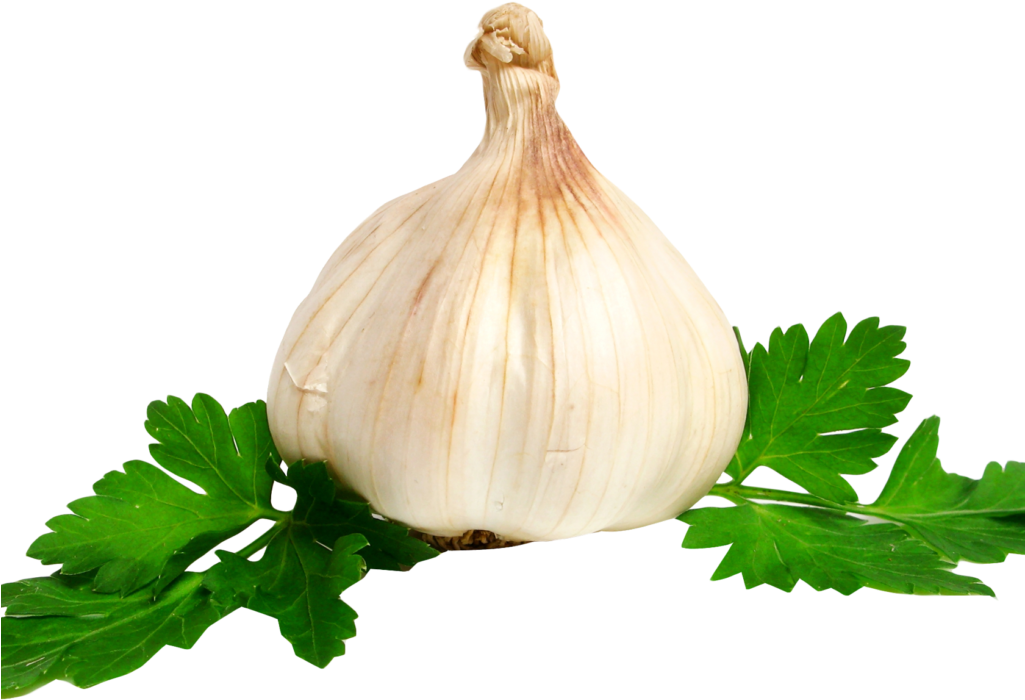 Garlic Png Image - Garlic Clipart (1024x768), Png Download