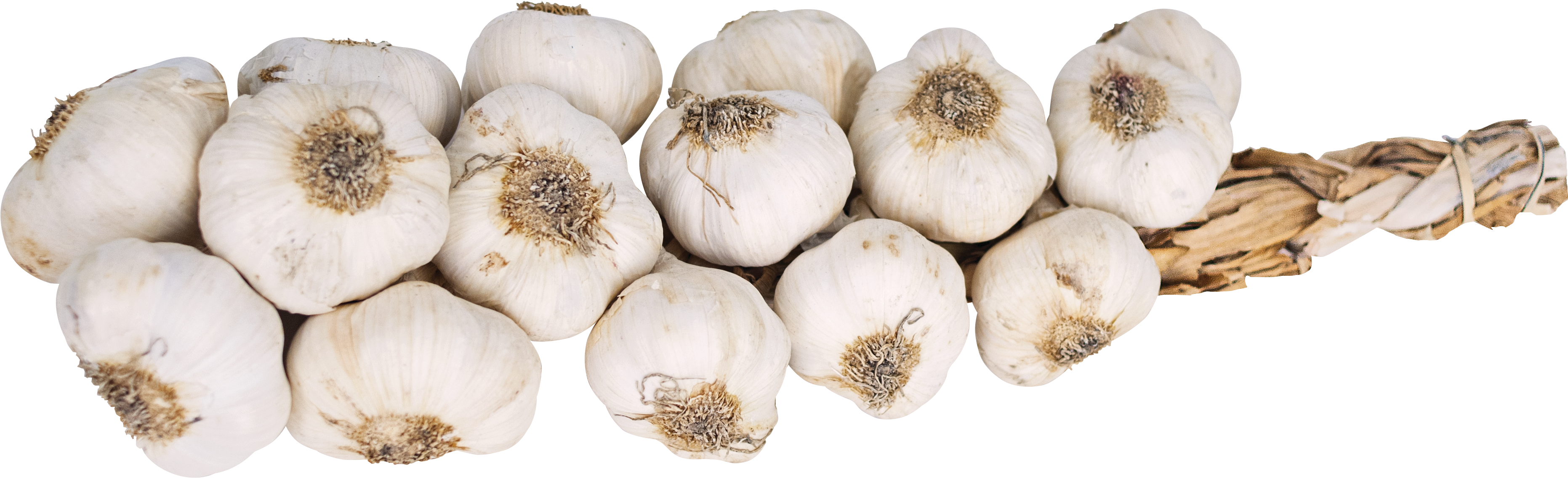 Interesting Facts - Elephant Garlic Clipart (4288x1661), Png Download