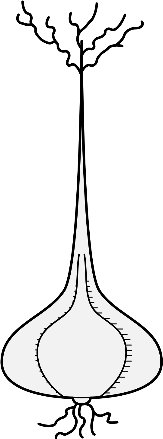 Details, Png - Line Art Clipart (561x1462), Png Download