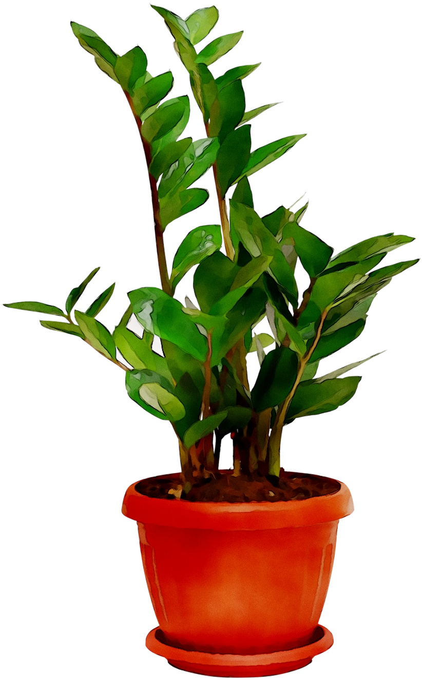 Plants Houseplant Room Sala Free Frame Clipart - Flowerpot - Png Download (912x1426), Png Download