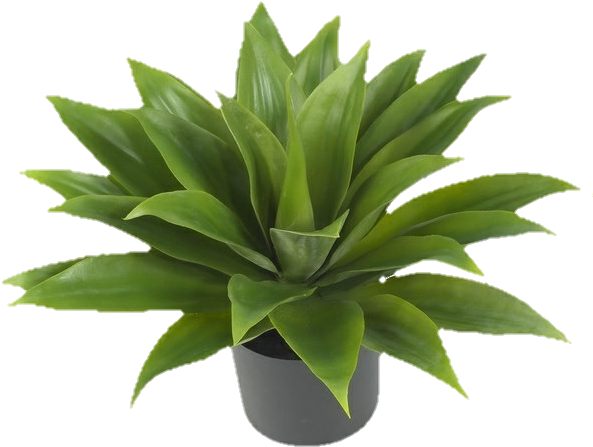 Png, Aesthetic, And Editing Image - Agave Attenuata Top View Clipart (600x600), Png Download