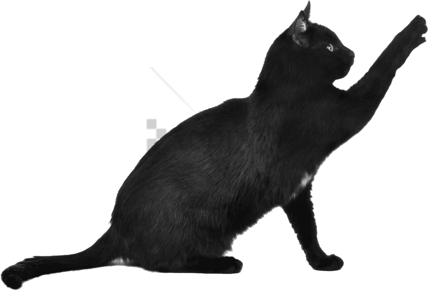 Free Png Download Black Cat Png Images Background Png - Black Cat Transparent Background Clipart (850x577), Png Download