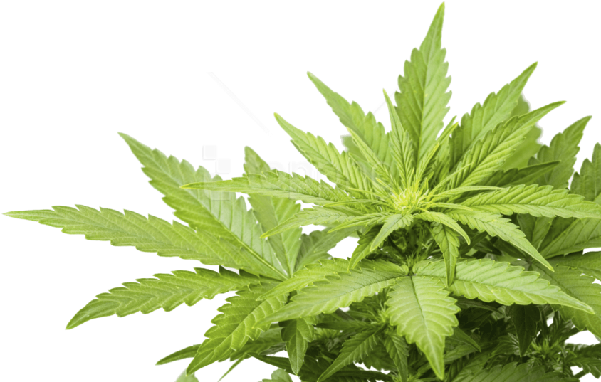 Free Png Images - Weed Png Clipart (850x564), Png Download
