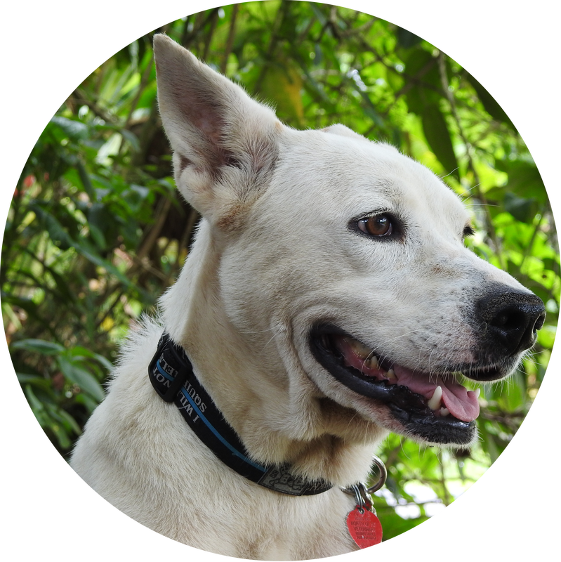 Dog Catches Something Clipart (799x800), Png Download