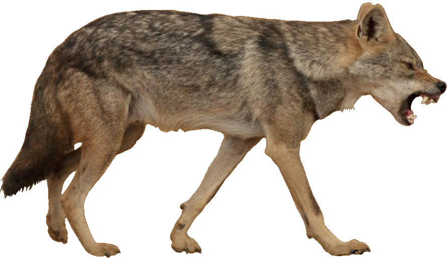 Golden Jackal White Background , Png Download Clipart (890x514), Png Download