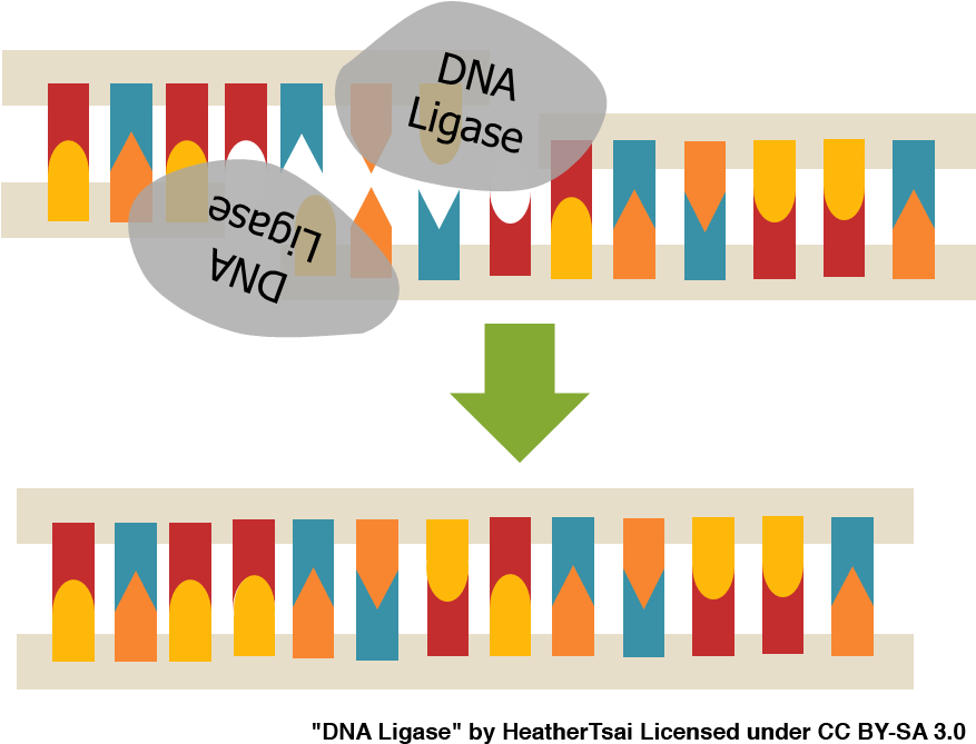fig2-dna-ligase-clipart-large-size-png-image-pikpng