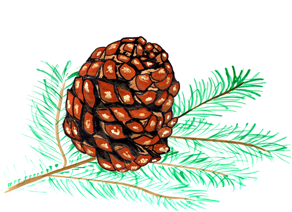 Pine Cones, Pine, Watercolor, Isolated, Handpainted - Menggambar Gunung Dan Air Terjun Di Buku Gambar Clipart (958x720), Png Download