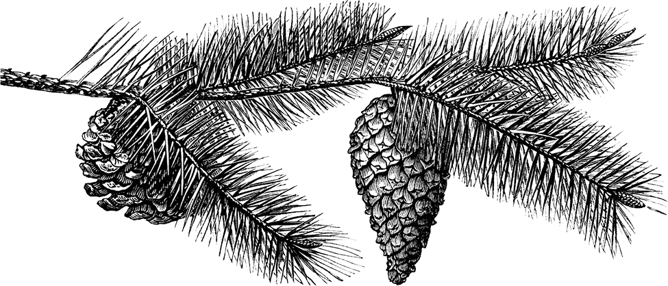 Pinecone Illustration - Black And White Pine Cone Transparent Clipart (975x418), Png Download