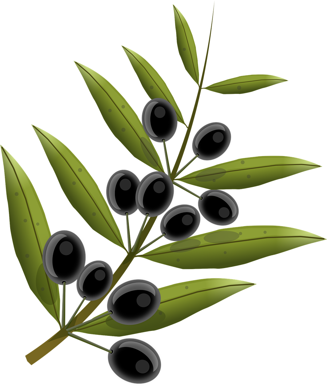 Olives, Fruits, Olive Tree, Oil, Kitchen, Food - Olive Tree Branch Transparent Background Clipart (597x720), Png Download