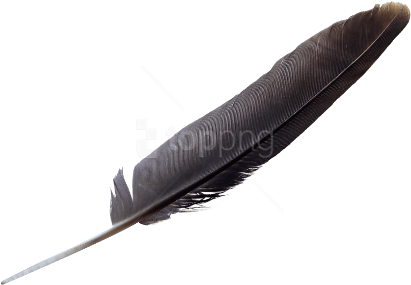 Free Png Download Feather Png Images Background Png - Transparent Background Quill Png Clipart (850x601), Png Download
