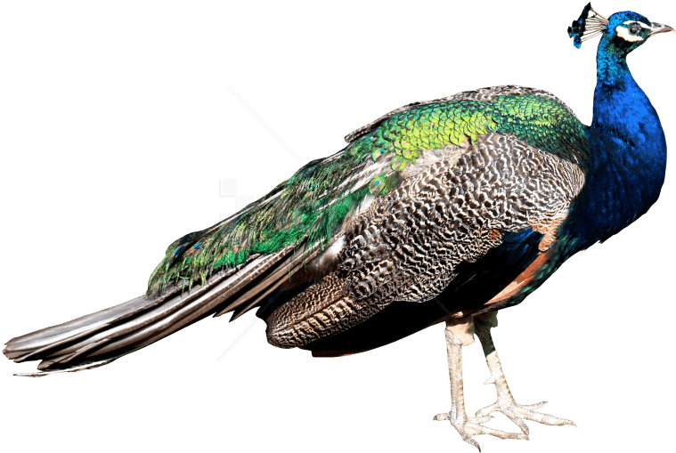 Free Png Download Peacock Png Images Background Png - Peacock Png Clipart (850x586), Png Download