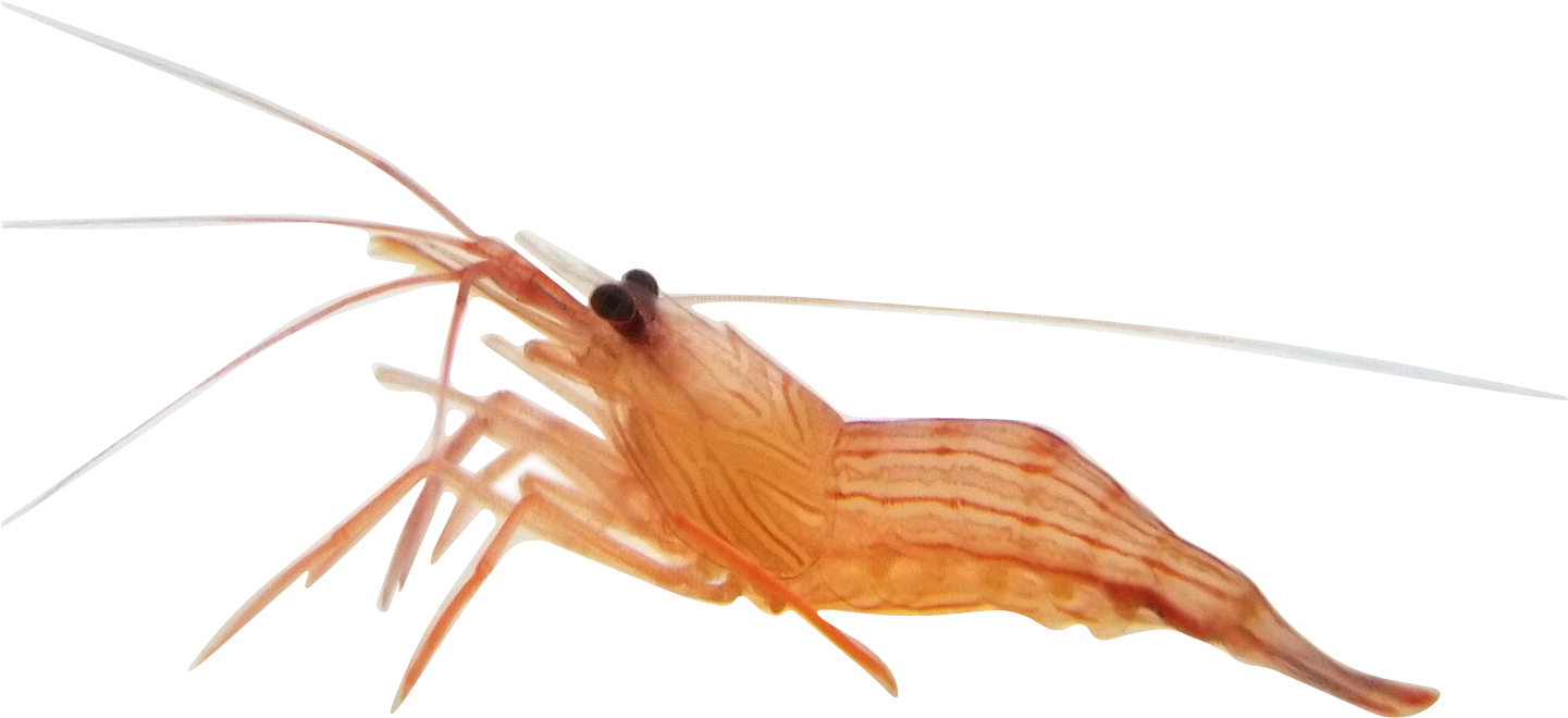 Peppermint Shrimp Peppermint Shrimp - Alive Shrimp Transparent Clipart (1440x1080), Png Download