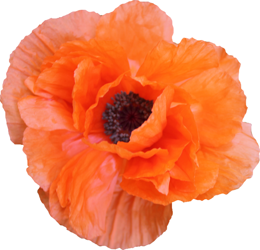 Poppy Clipart (900x867), Png Download