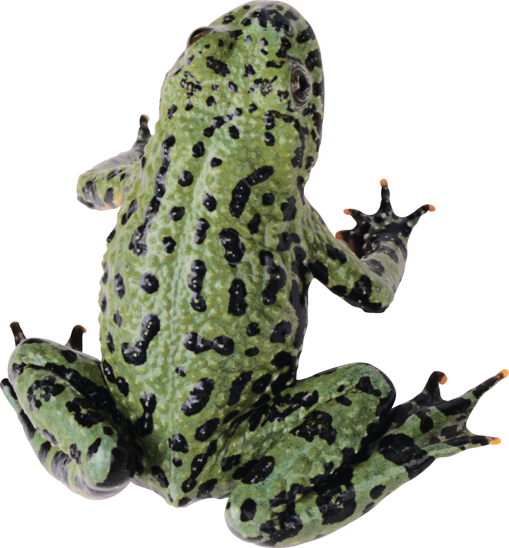 Green Frog - Frog With Clear Background Clipart (1742x1878), Png Download