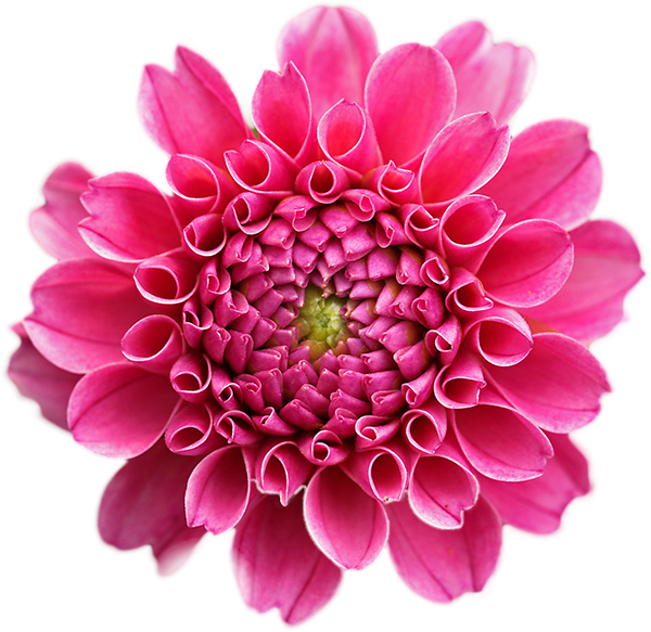 Animated Carousel Slider Coneflower Sweet William Marigold - Flower With A White Background Clipart (600x583), Png Download