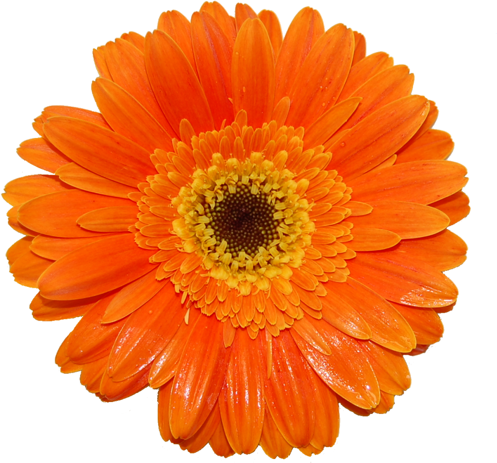 Gerberas - Gerbera Red Png Clipart (1030x1028), Png Download