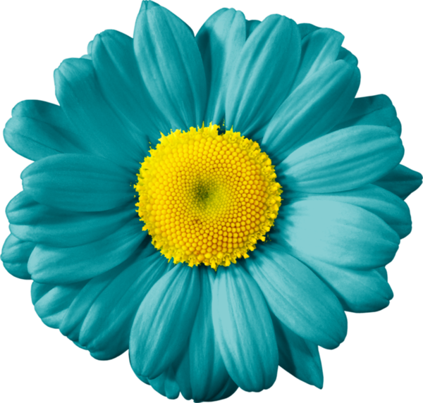 Gerber Daisies, Eclipse Lunar, Daisy, Clip Art, Digital - Teal And Yellow Flowers - Png Download (600x572), Png Download