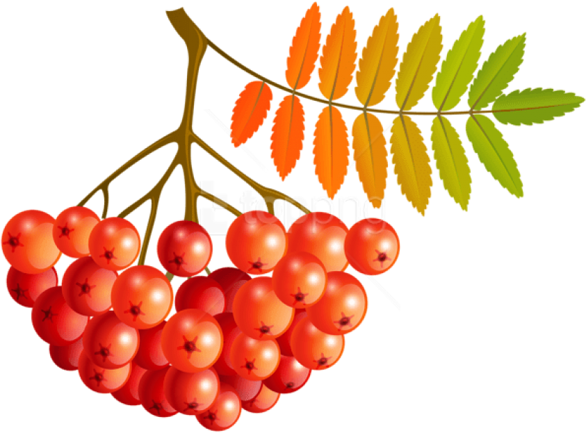 Free Png Download Fall Mountain Ash Fruits Clipart - Seedless Fruit Transparent Png (850x625), Png Download