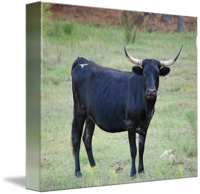 Black Cow By Rd Erickson - Black Cow Clipart (650x629), Png Download