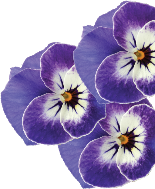 Pansy Clipart (546x800), Png Download