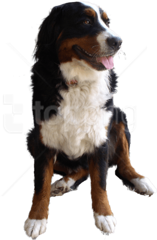 Free Png Download Cute Dog Png Images Background Png - Bernese Mountain Dog No Background Clipart (850x567), Png Download