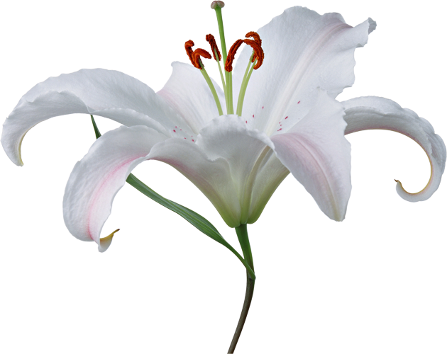 Lilium Png - Fleur De Lys Blanche Png Clipart (630x500), Png Download