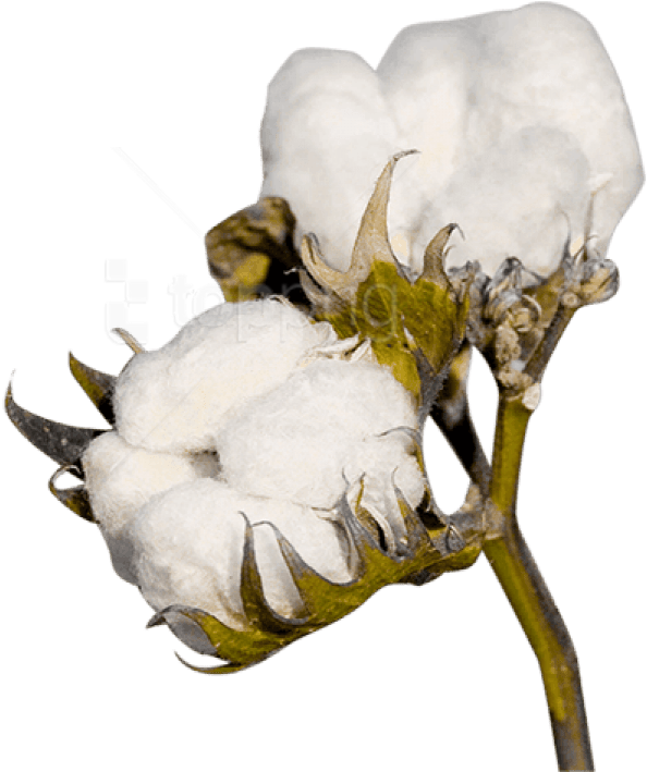 Free Png Cotton Png Images Transparent - Cotton Transparent Background Clipart (850x840), Png Download