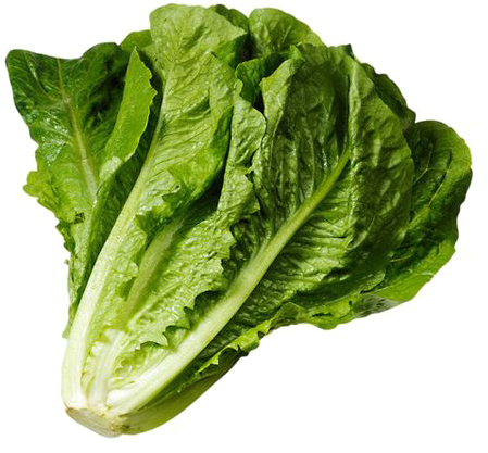 Lettuce Clipart Spinach - Romaine Png Transparent Png (564x564), Png Download