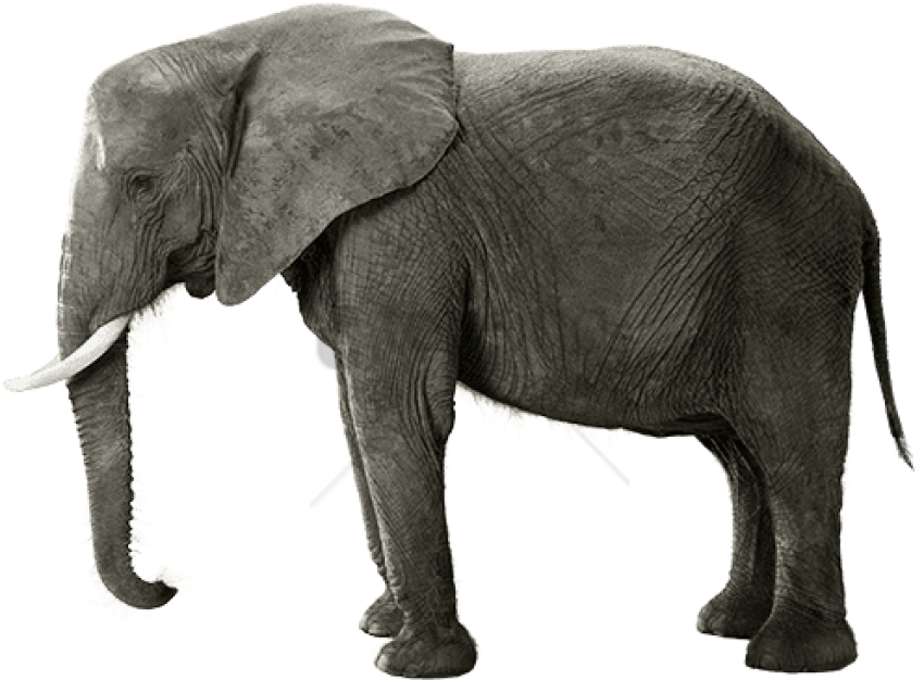 Free Png Download Indian Elephant Png Images Background - Indian Elephant Clipart (850x626), Png Download