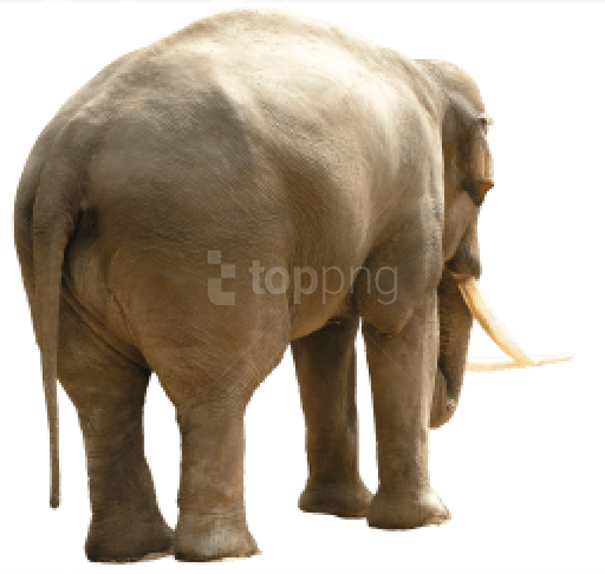 Free Png Download Elephant Png Images Background Png - High Quality Animal Textures Clipart (850x807), Png Download