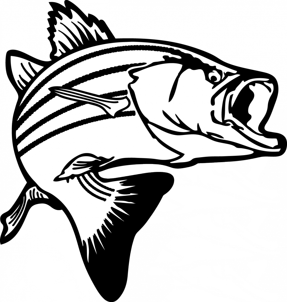 Salmon Clipart Raw Fish Black And White Bass Png Download Large Size Png Image Pikpng