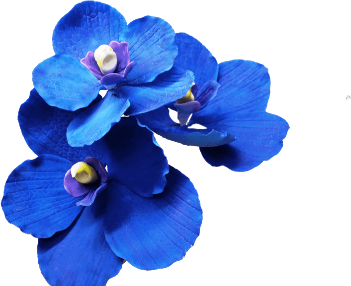 Dark Blue Flowers Transparent Clipart (1024x576), Png Download