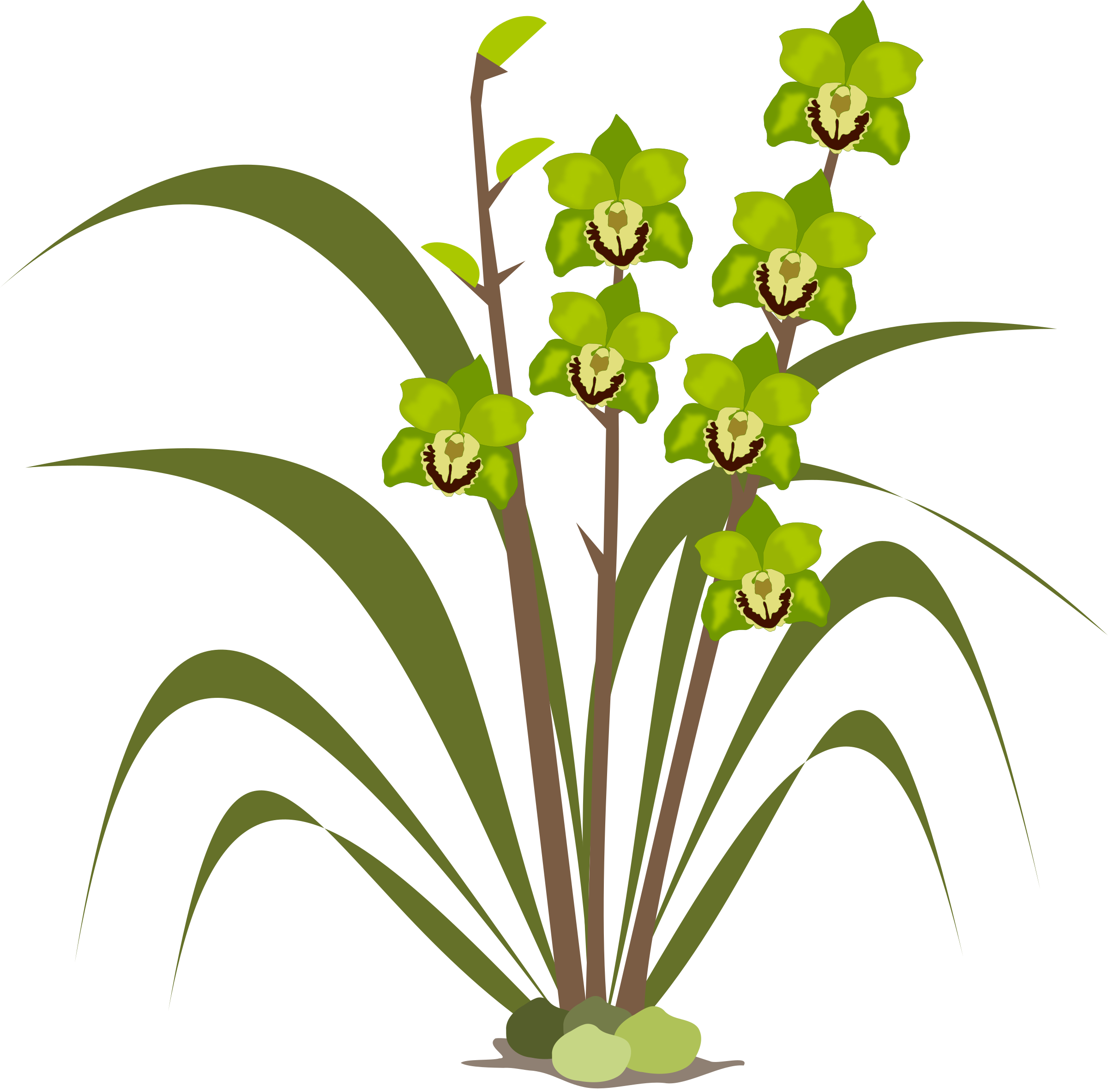 Cymbidium Orchid Flowers Png Image Download - Orchids Clipart (2400x2366), Png Download