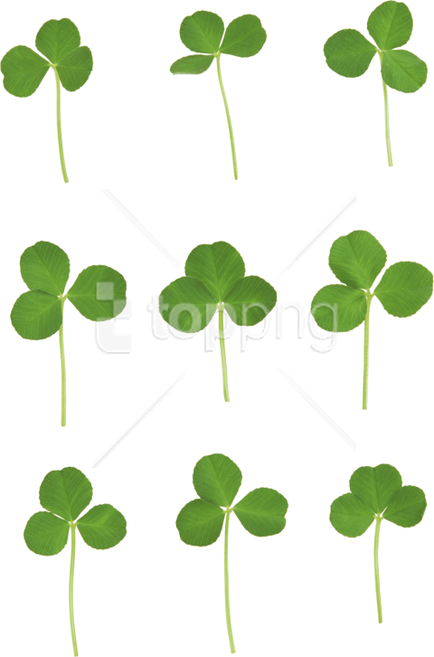Free Png Download Clover Png Images Background Png - Clover Png Clipart (480x726), Png Download