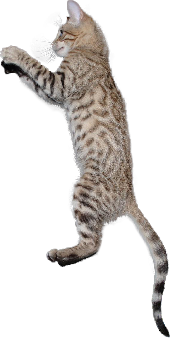 566 X 1124 10 - Cat Jumping Transparent Background Clipart (566x1124), Png Download