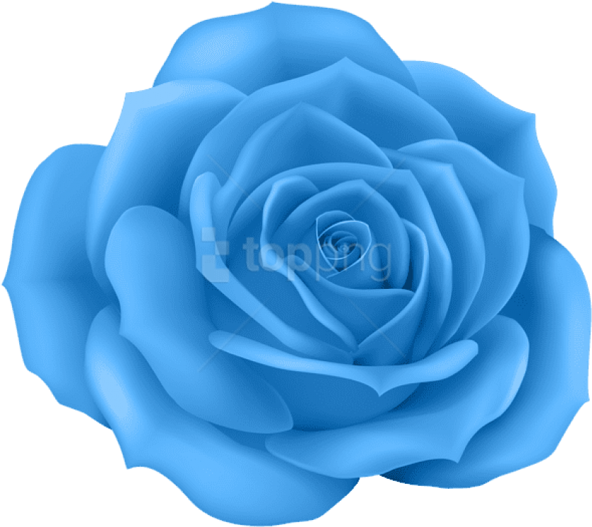 Free Png Download Rose Blue Png Images Background Png - Rose Png Clipart (850x757), Png Download